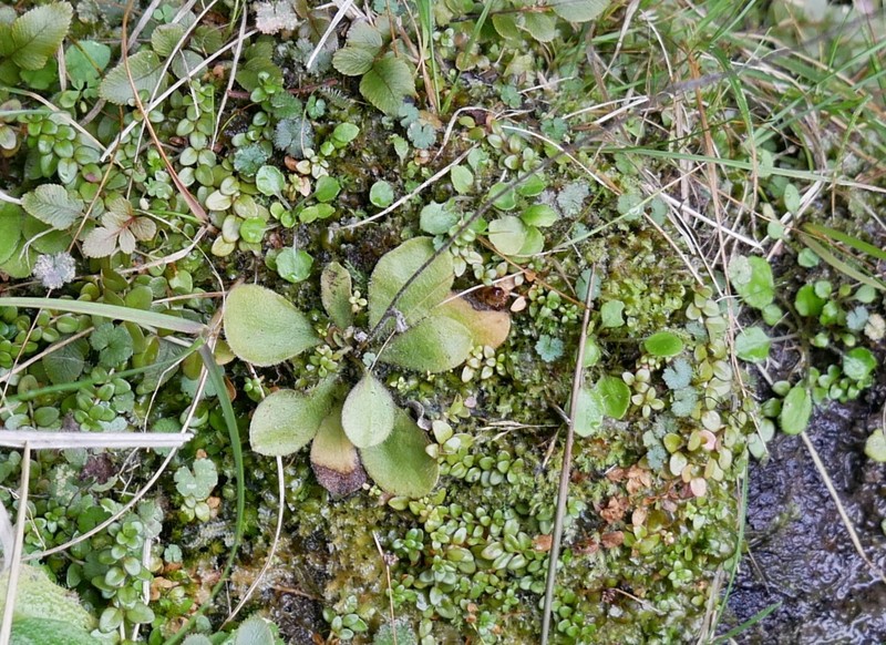 Craspedia minor var. minor