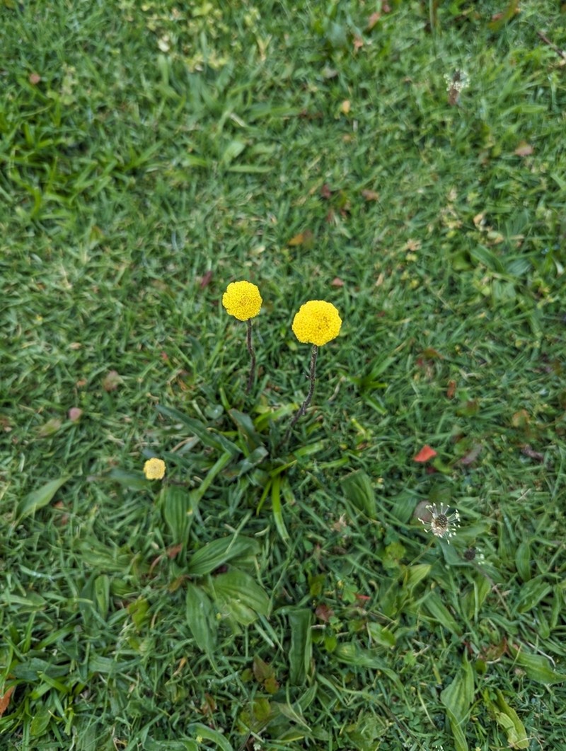 Craspedia paludicola