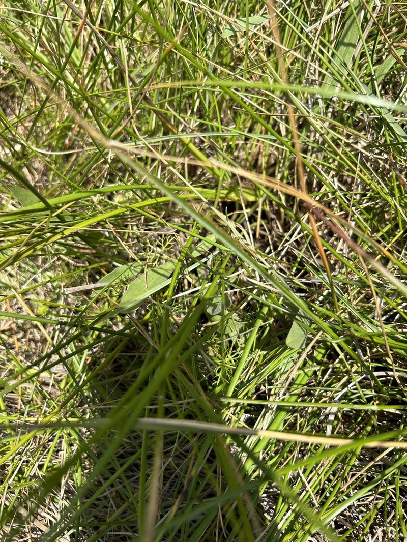 Craspedia paludicola photo 2