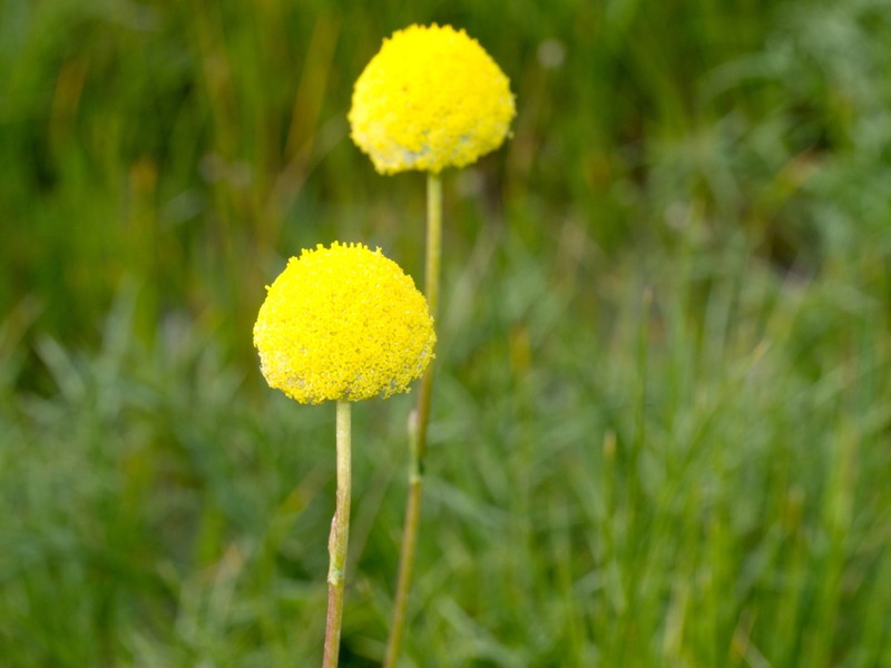 Craspedia paludicola photo 4
