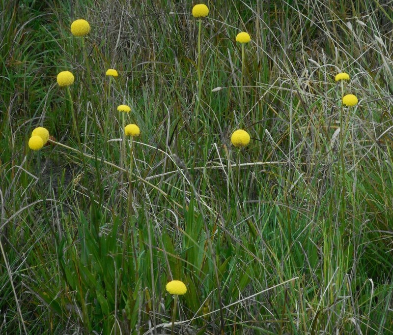 Craspedia paludicola photo 5