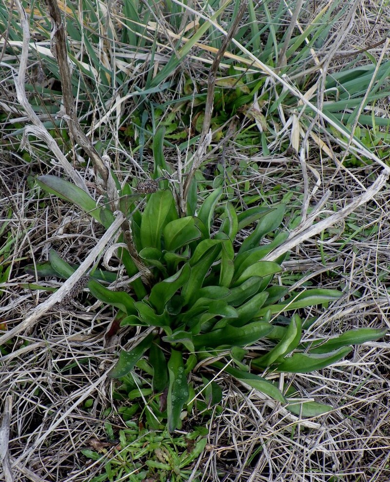 Craspedia paludicola photo 6