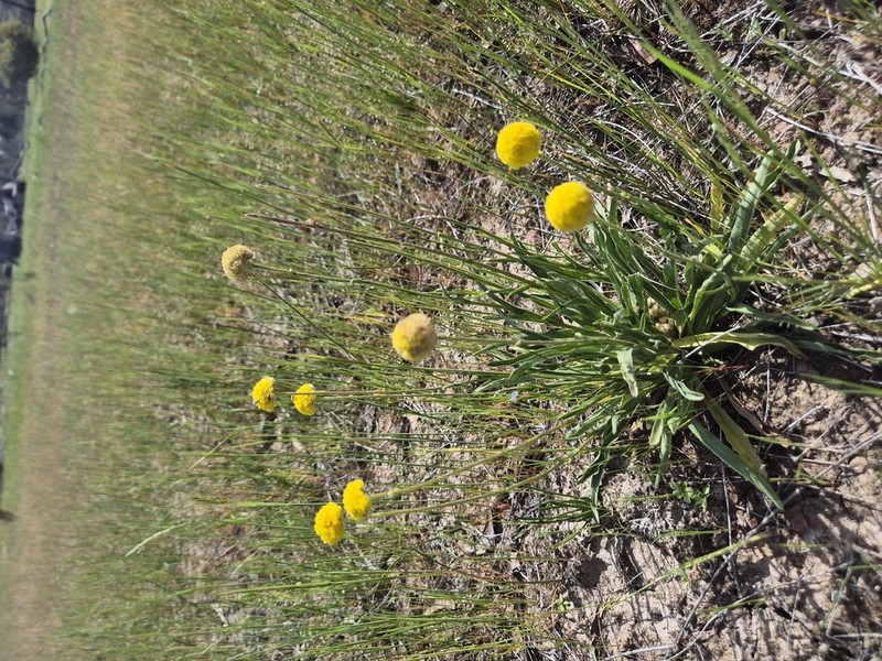 Craspedia paludicola photo 7