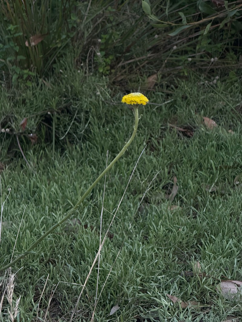 Craspedia paludicola photo 8