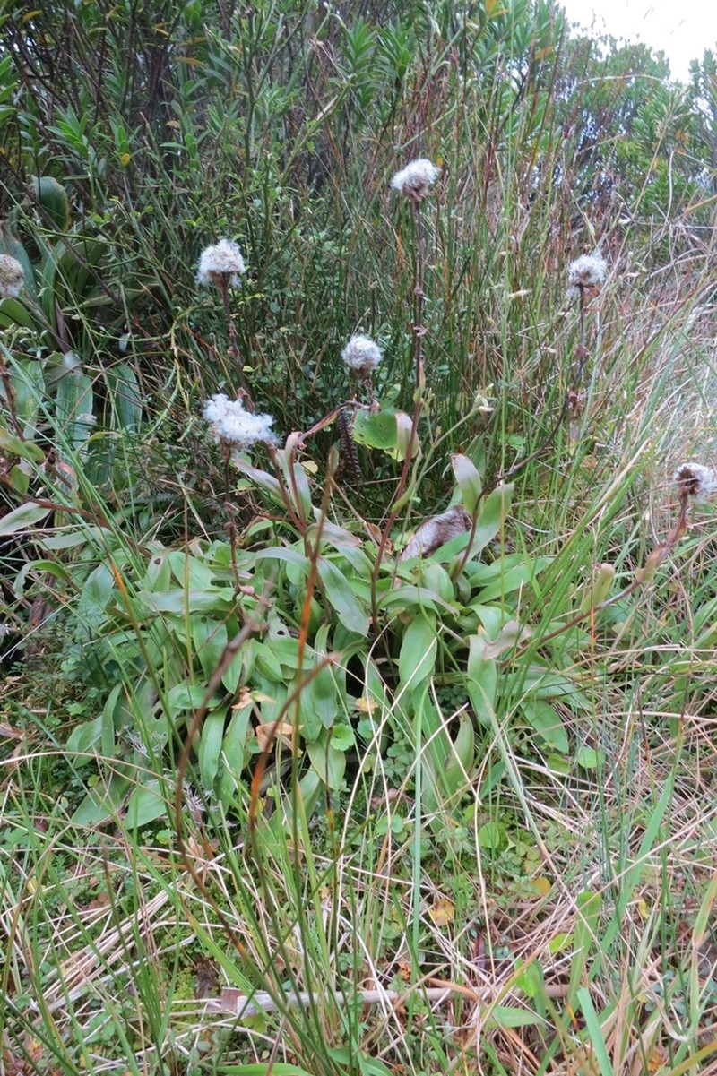 Craspedia robusta photo 4