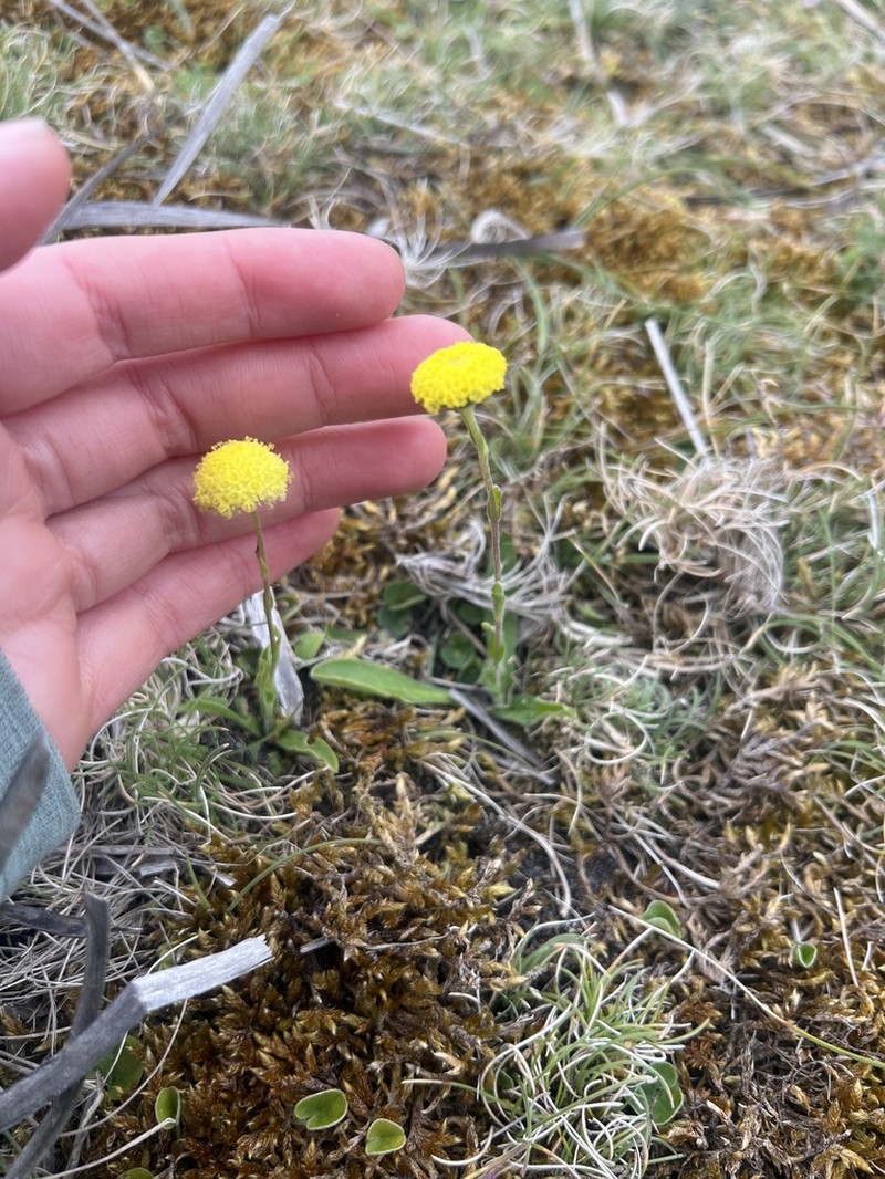 Craspedia rosulata
