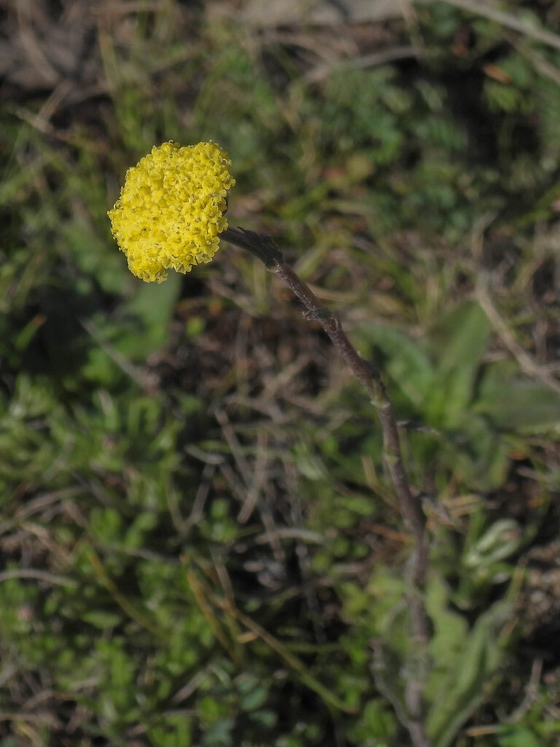 Craspedia rosulata photo 2