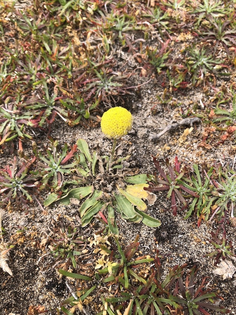 Craspedia rosulata photo 3