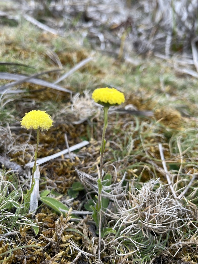 Craspedia rosulata photo 5