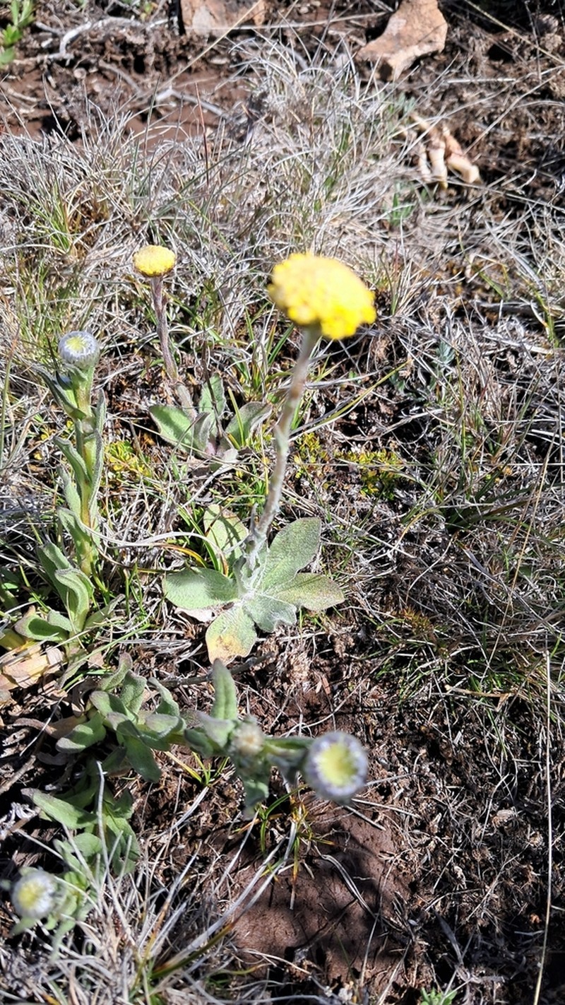 Craspedia rosulata photo 6