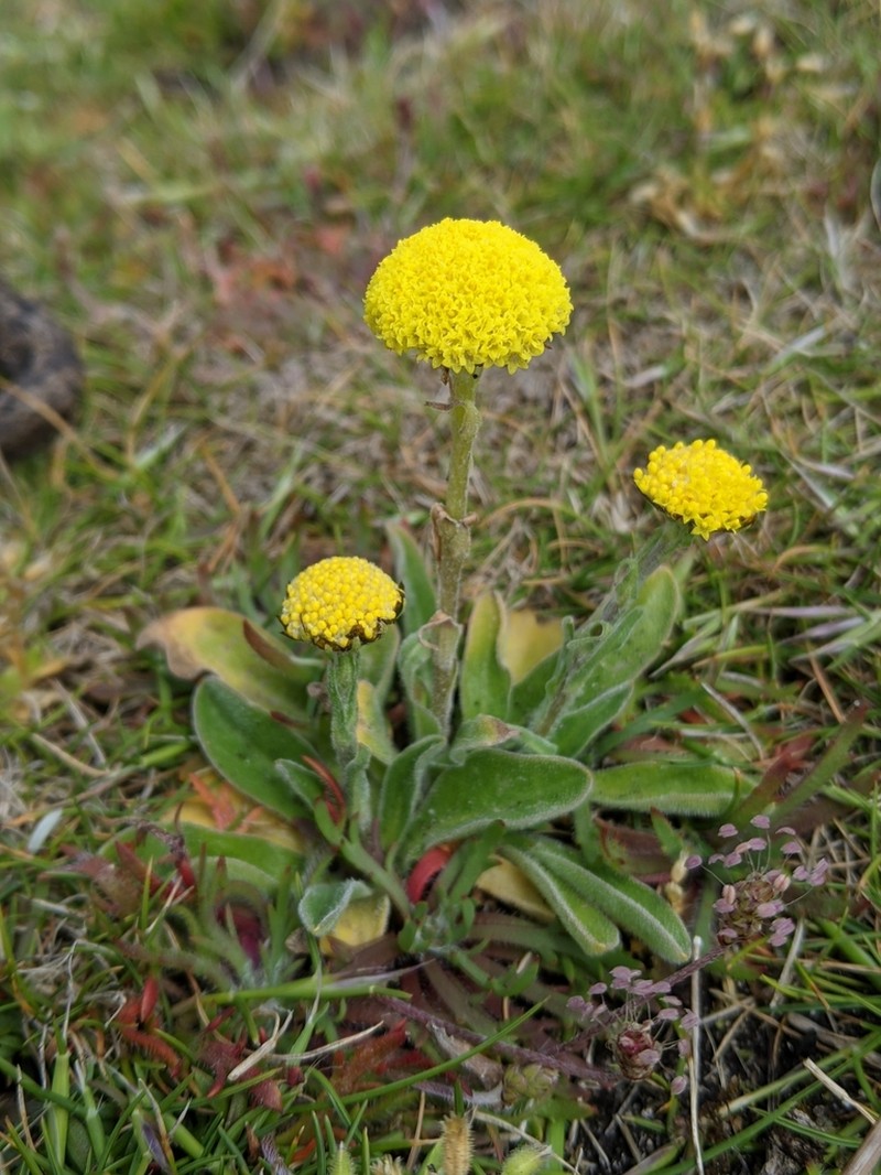 Craspedia rosulata photo 8