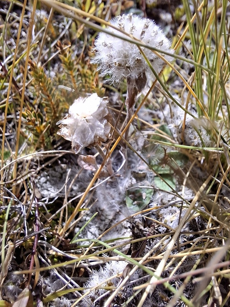 Craspedia rugosa