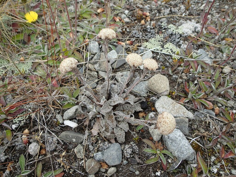 Craspedia rugosa photo 3