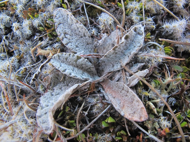 Craspedia rugosa photo 5