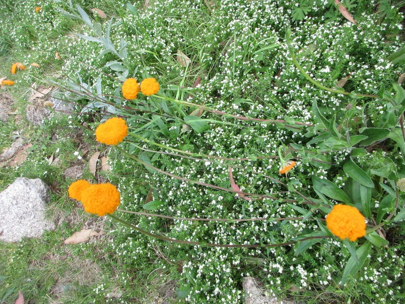 Craspedia sylvestris