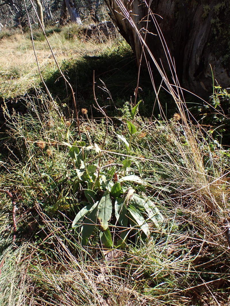 Craspedia sylvestris photo 2