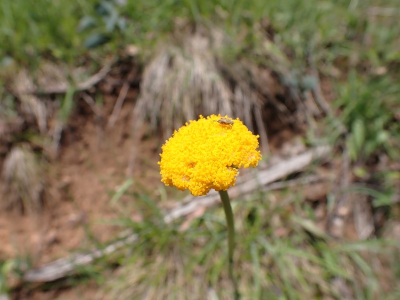 Craspedia sylvestris photo 4