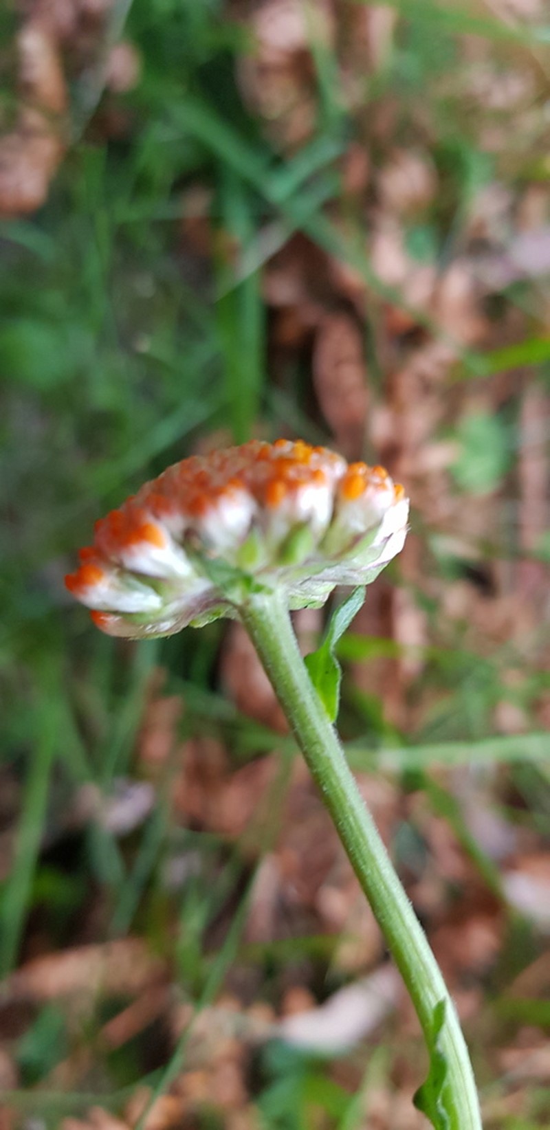 Craspedia sylvestris photo 7