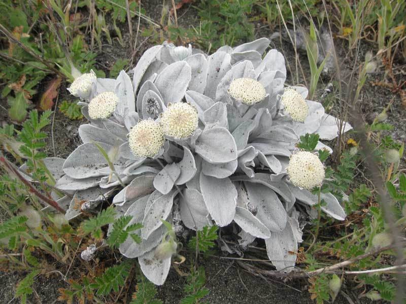 Craspedia thinicola