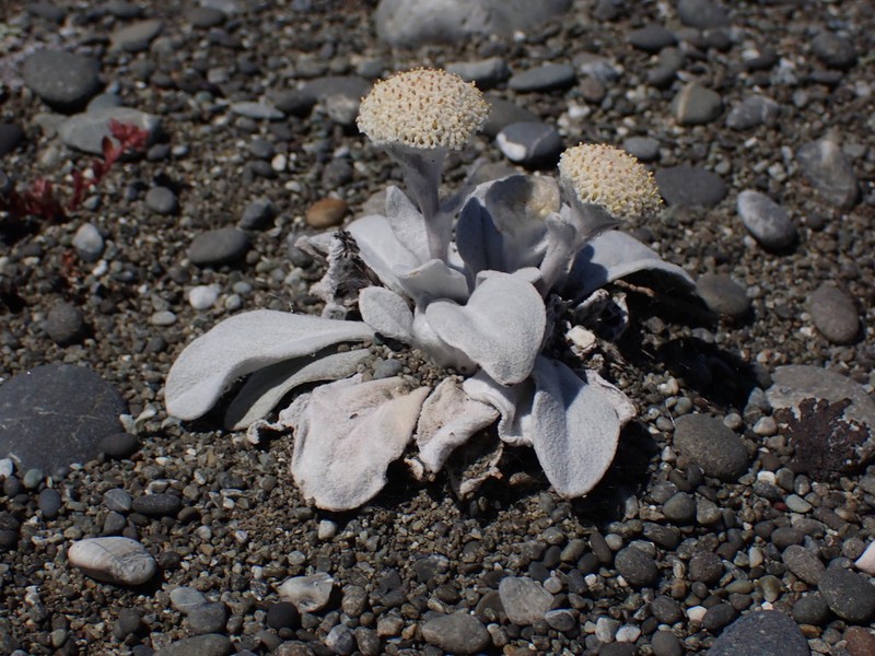 Craspedia thinicola photo 2