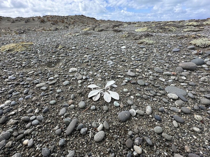 Craspedia thinicola photo 3