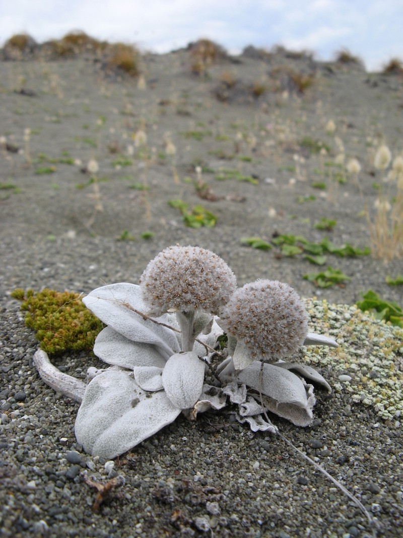 Craspedia thinicola photo 5
