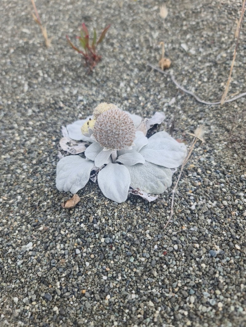Craspedia thinicola photo 6
