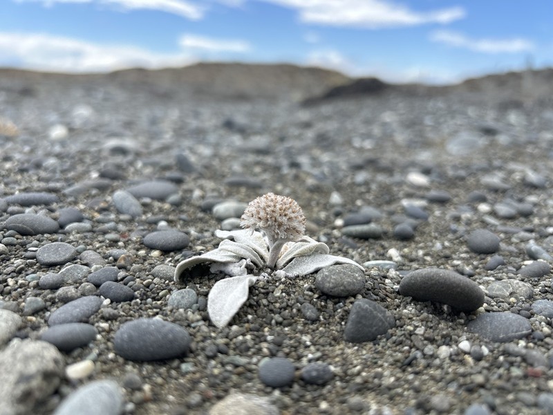 Craspedia thinicola photo 7