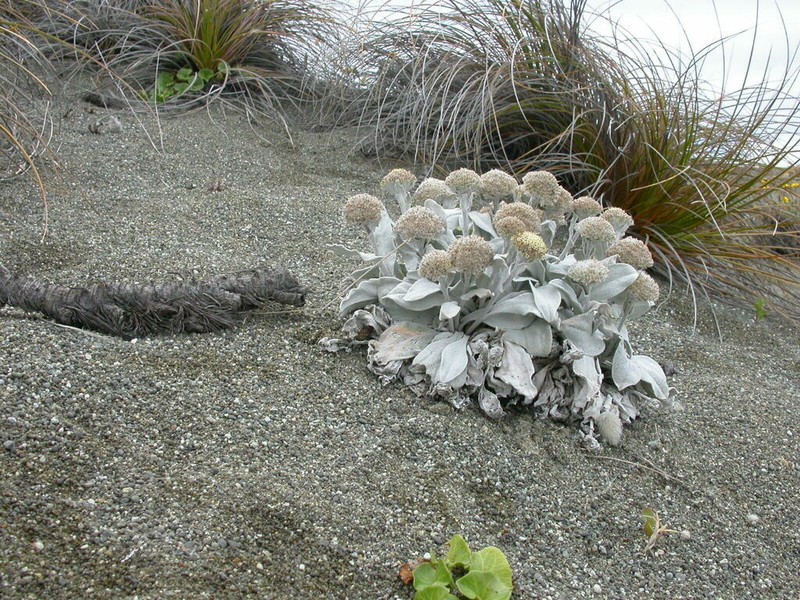 Craspedia thinicola photo 8