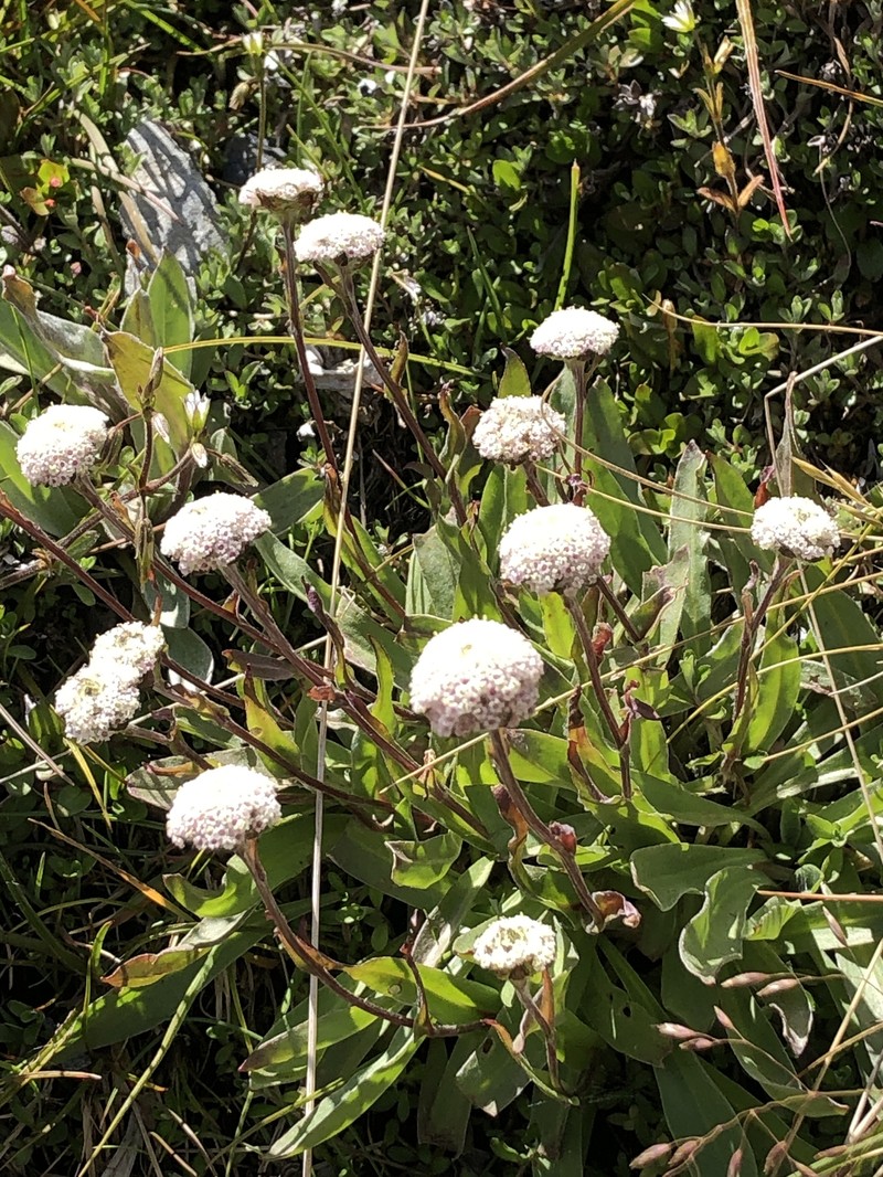 Craspedia uniflora