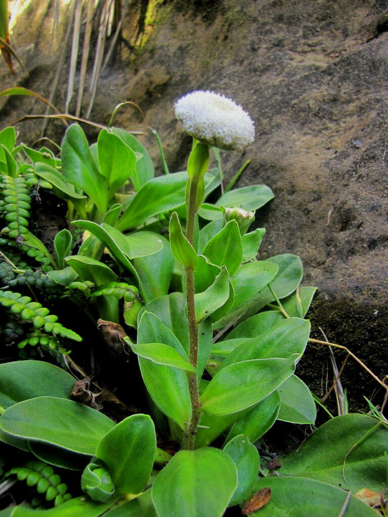 Craspedia uniflora photo 2