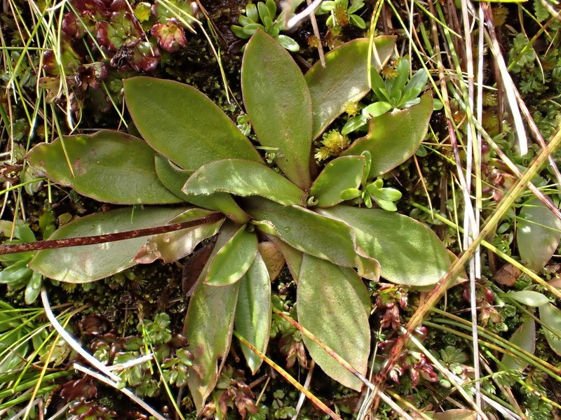 Craspedia uniflora photo 7