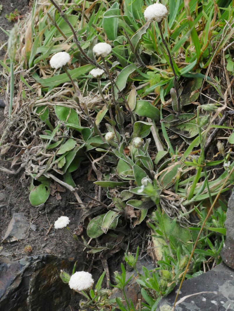 Craspedia uniflora var. grandis
