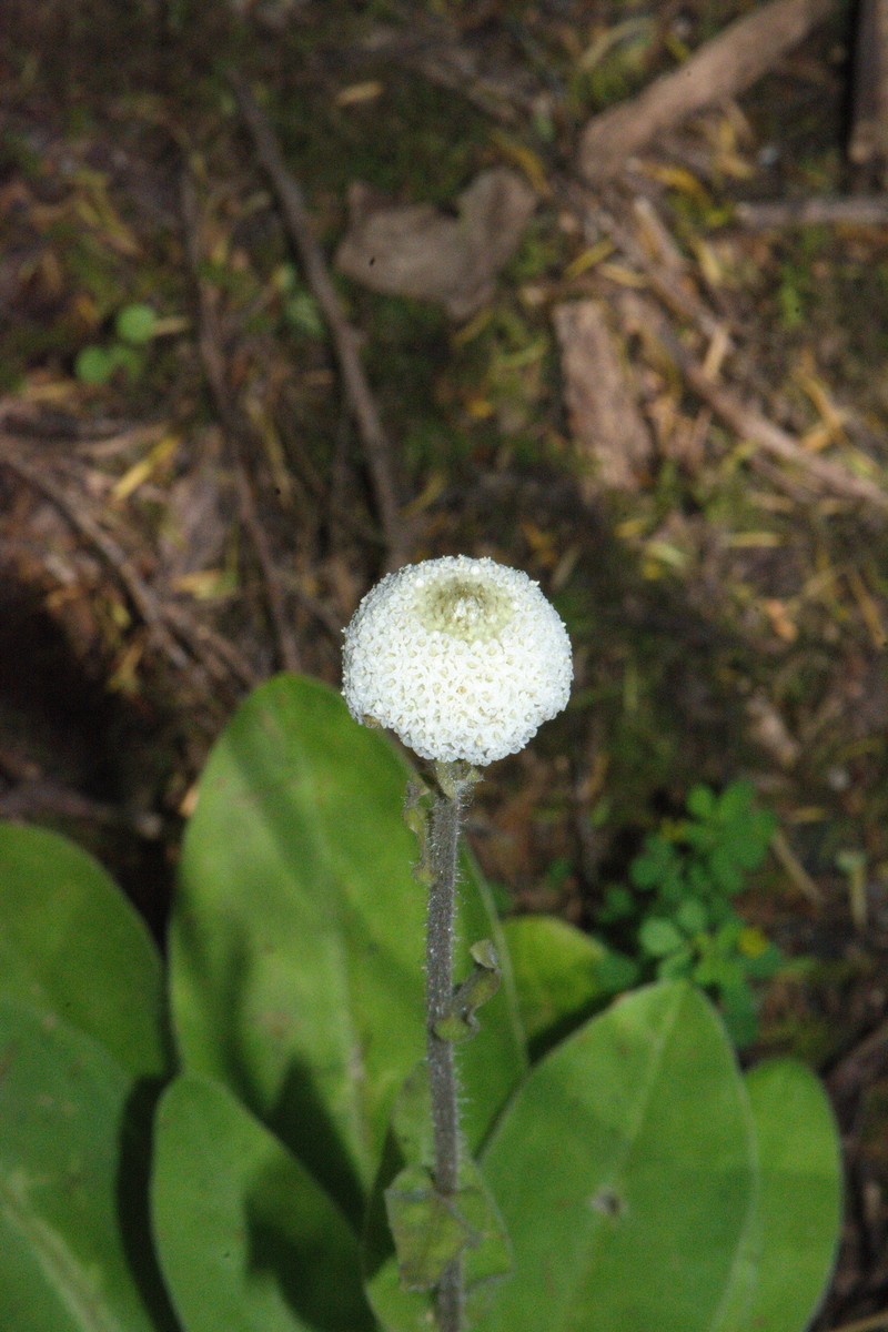 Craspedia uniflora var. grandis photo 2