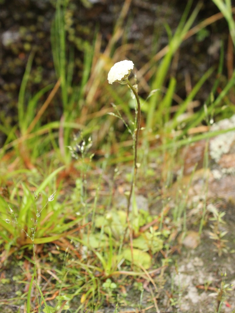 Craspedia uniflora var. grandis photo 3