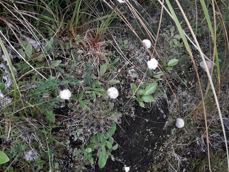 Craspedia uniflora var. grandis photo 4