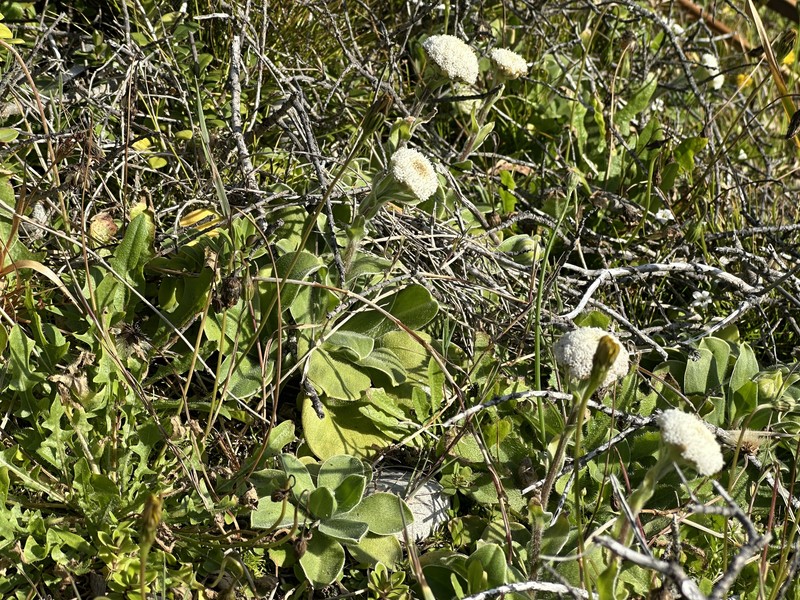 Craspedia uniflora var. maritima