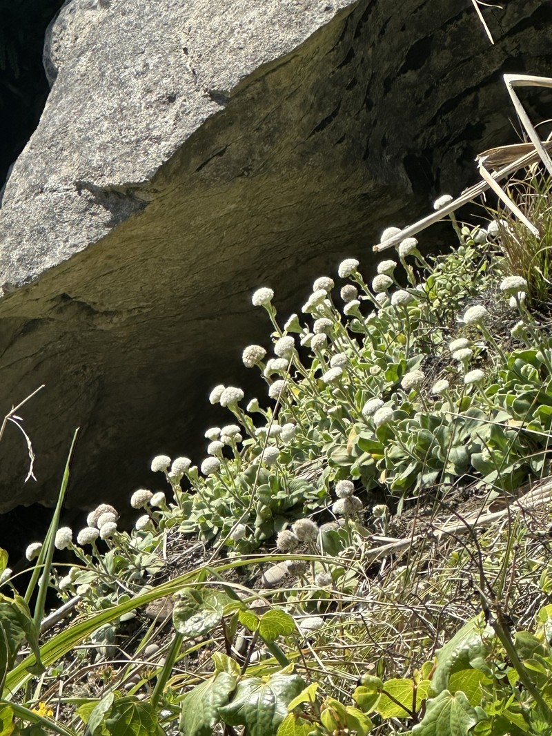 Craspedia uniflora var. maritima photo 2