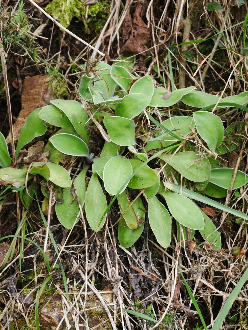 Craspedia uniflora var. maritima photo 3