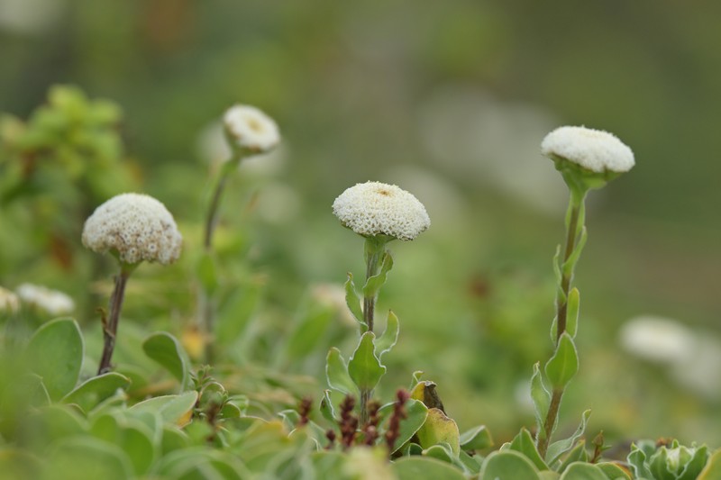 Craspedia uniflora var. maritima photo 4