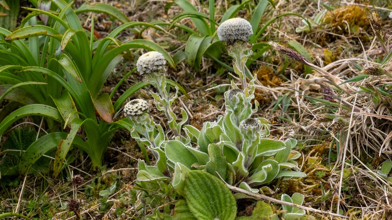 Craspedia uniflora var. subhispida
