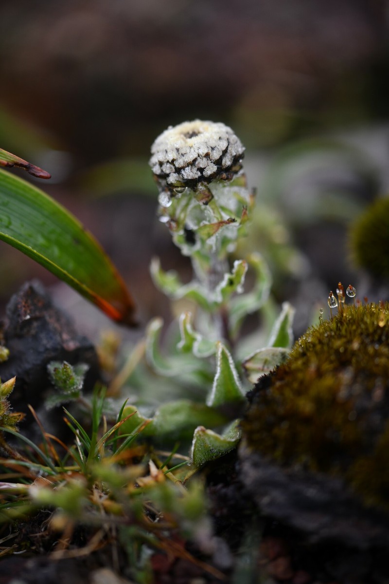 Craspedia uniflora var. subhispida photo 2