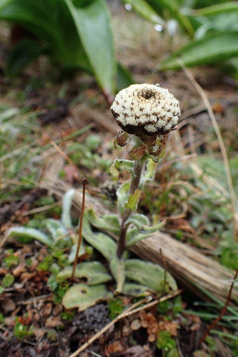 Craspedia uniflora var. subhispida photo 3