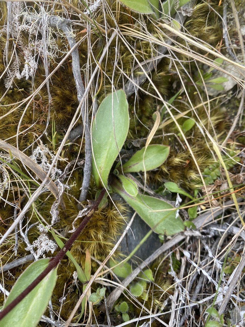Craspedia uniflora var. uniflora