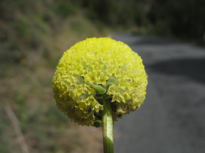 Craspedia variabilis
