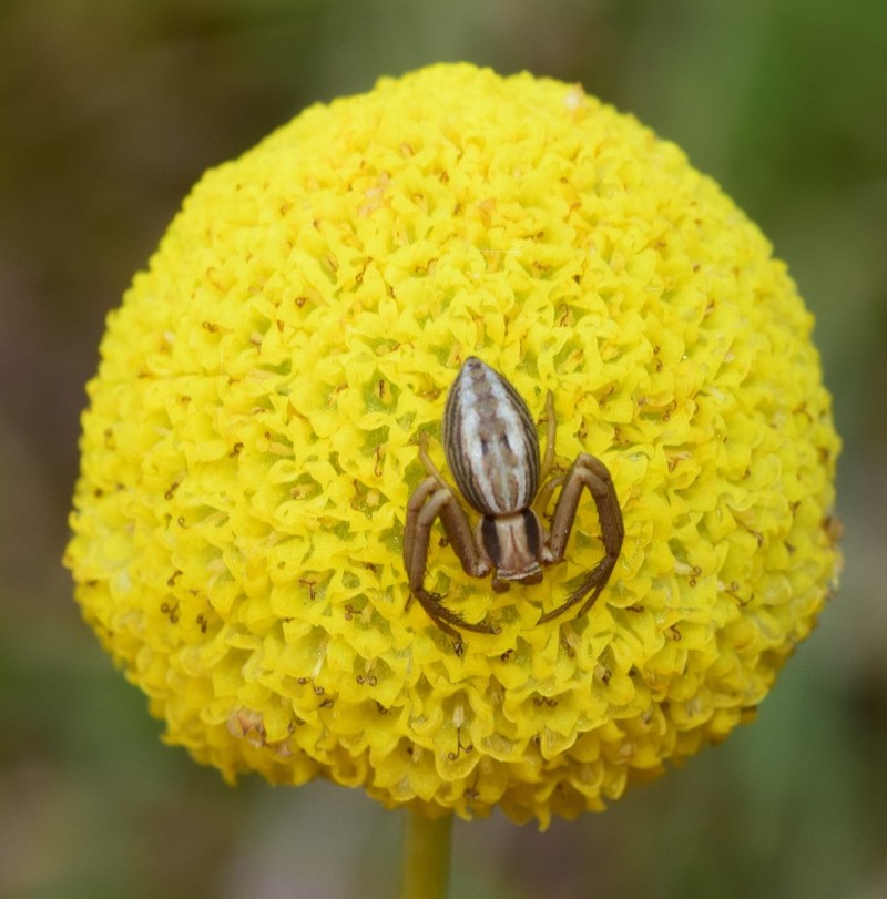 Craspedia variabilis photo 2