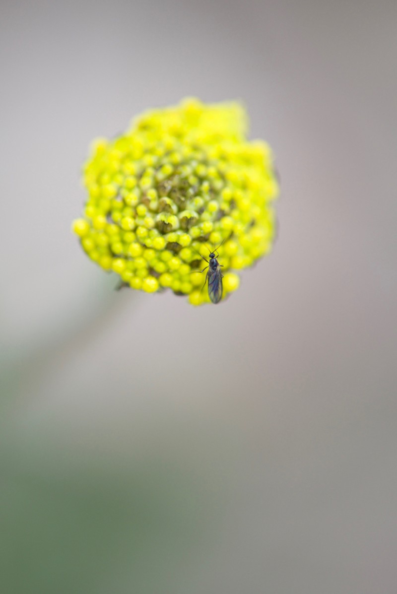 Craspedia variabilis photo 3