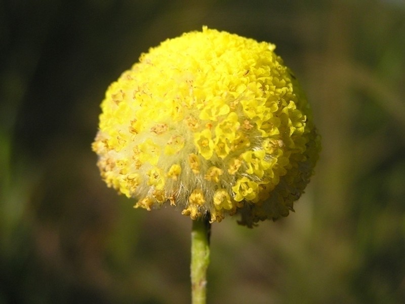 Craspedia variabilis photo 4