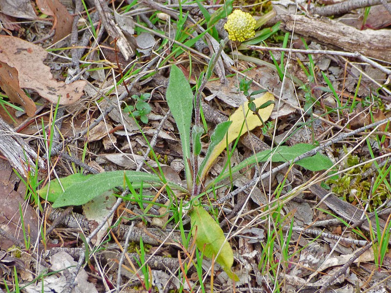 Craspedia variabilis photo 6