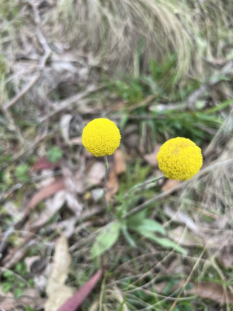 Craspedia variabilis photo 7